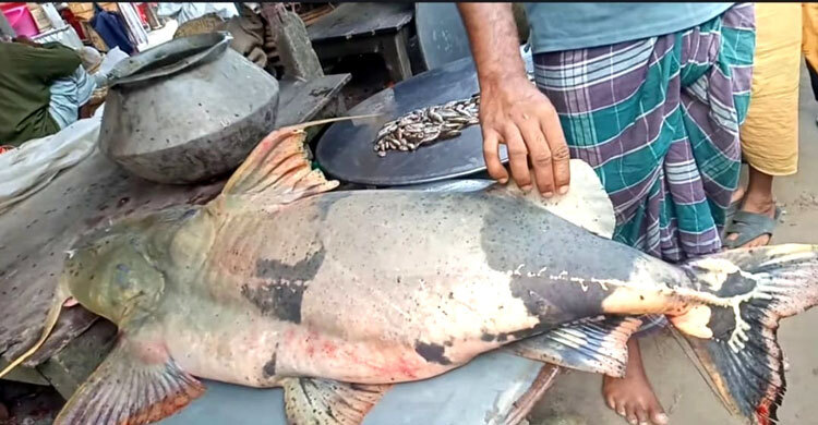 ৪২ কেজির বাঘাইড় ধরা পড়লো পদ্মায়