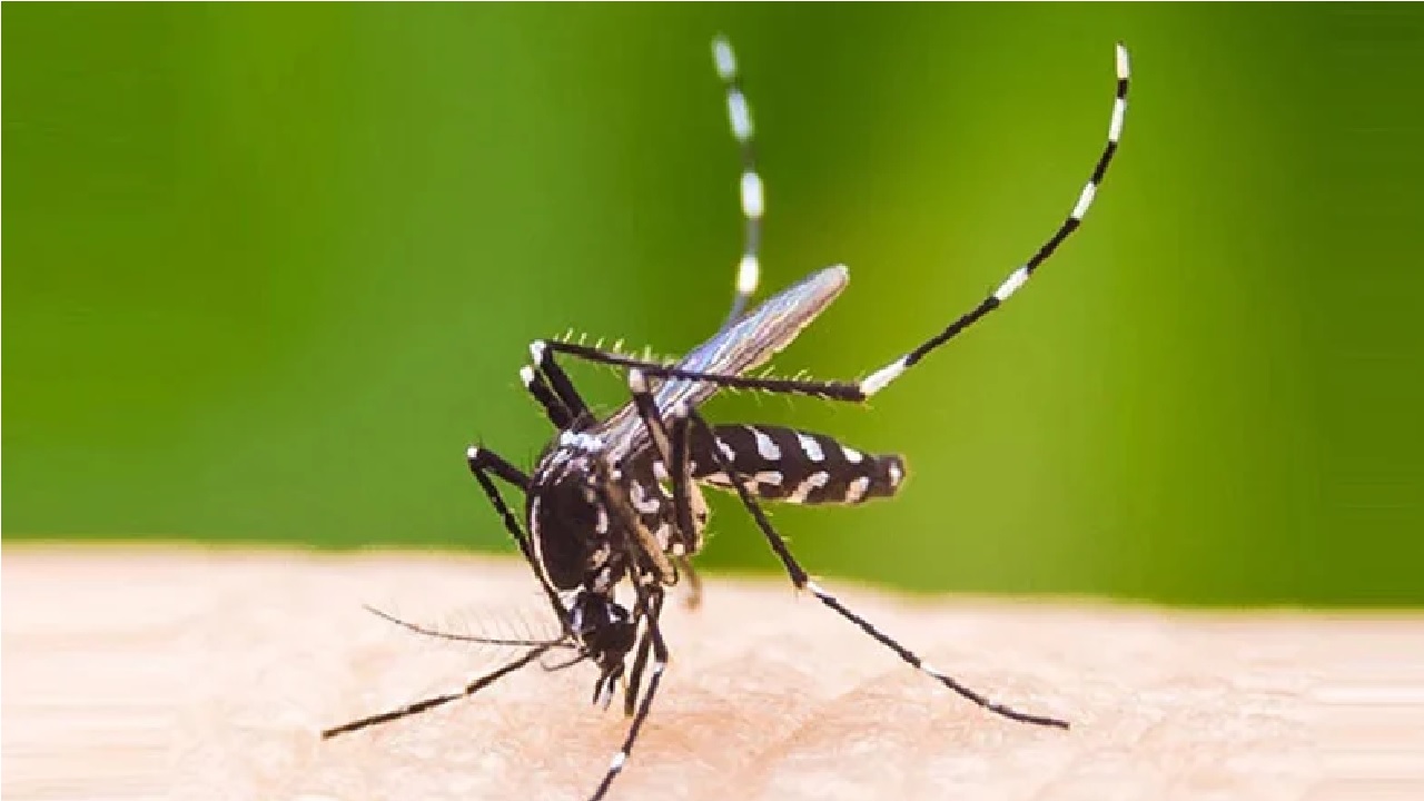 ডেঙ্গুতে হাসপাতালে ভর্তি রোগী ২০ হাজার ছাড়াল