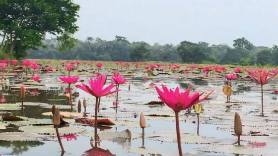 গাজীপুরের শাপলা বিলে নৌকা ডুবে দুই বন্ধুর মৃত্যু